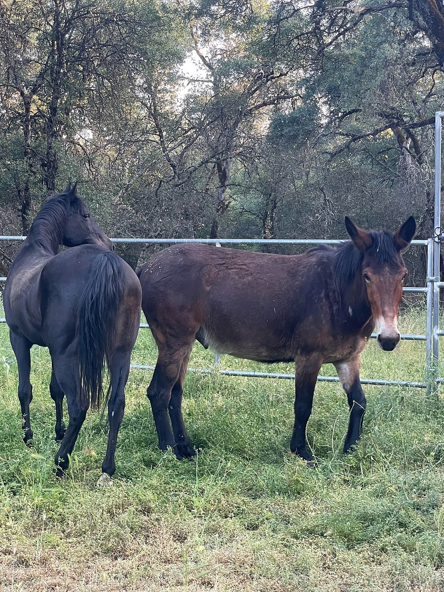 Cletus the Mule and Mocha the Arabian are always here to pose and keep you entertained!