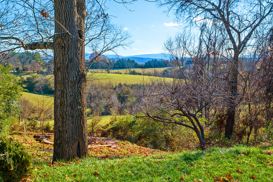 Cow fields and mountain views