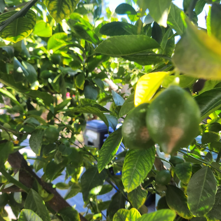 Lemon Tree
