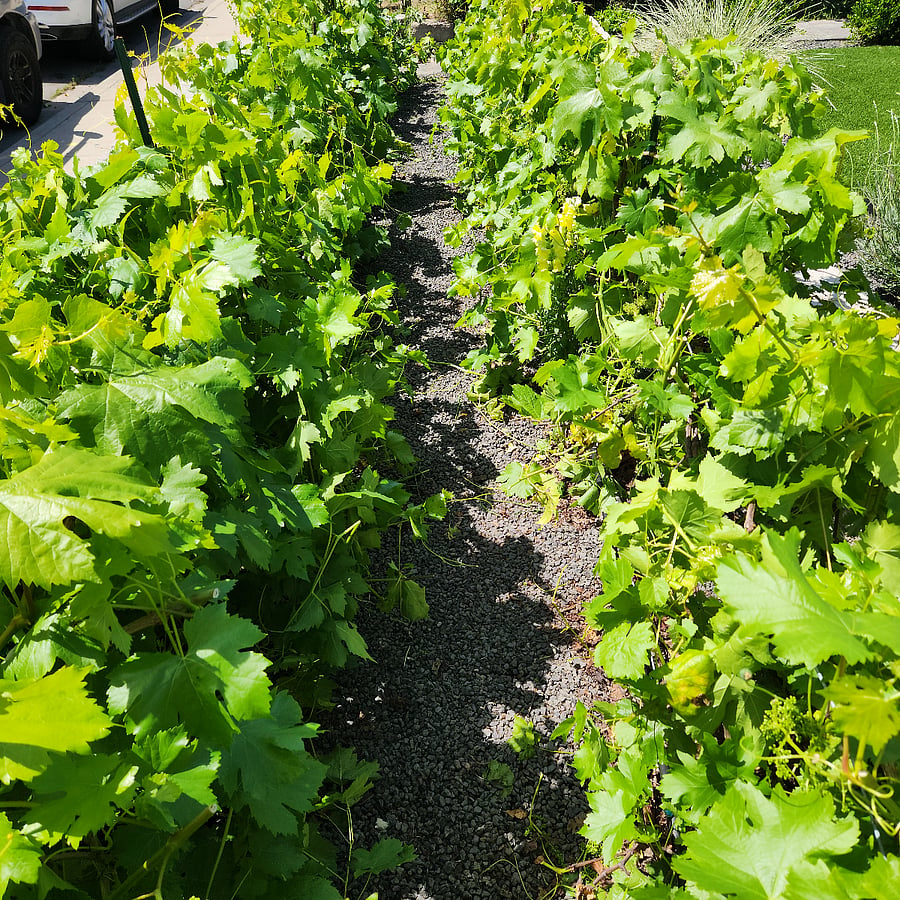 Mini Vineyard