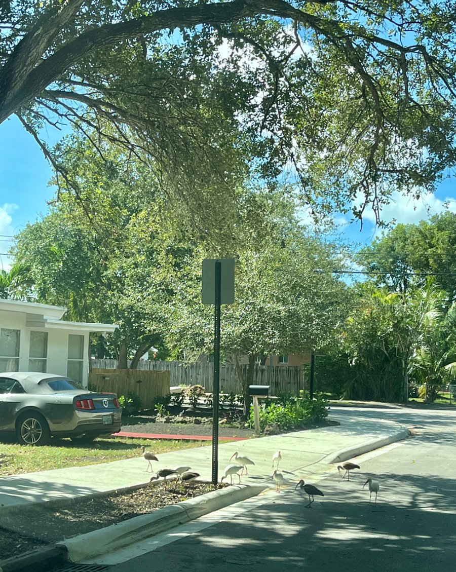 Lush greenery around prime corner location.