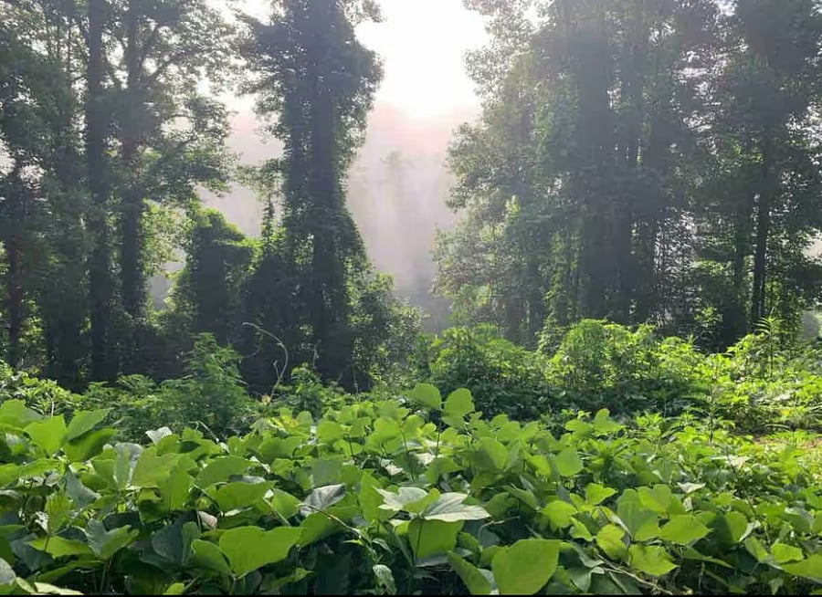Foggy morning 