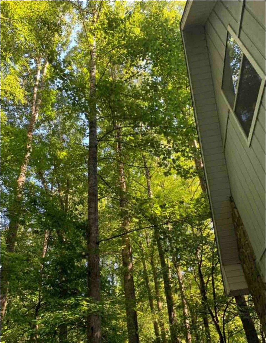 Trees around the deck