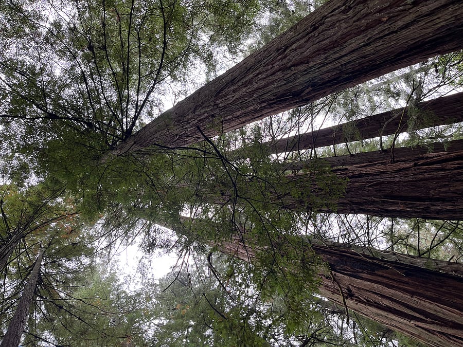 Nearby redwoods