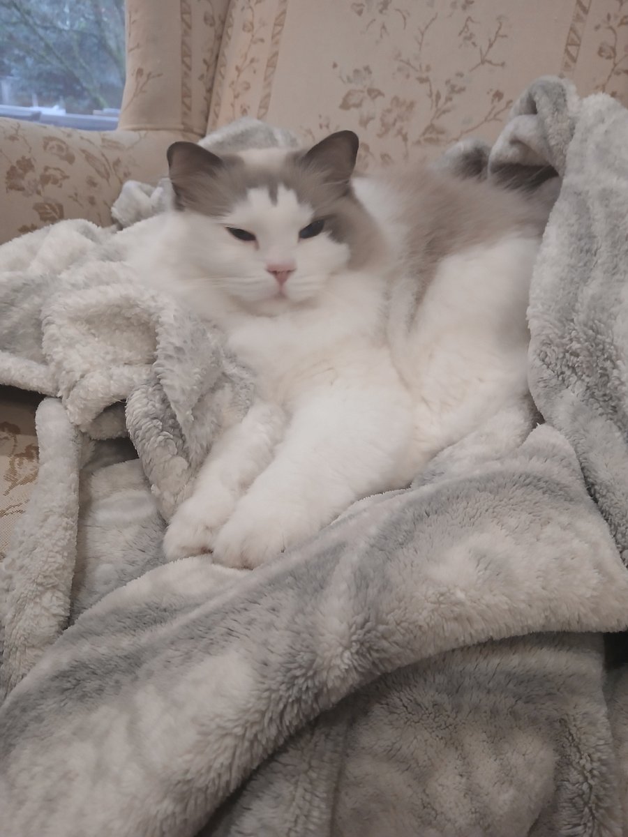 Friendly kitty