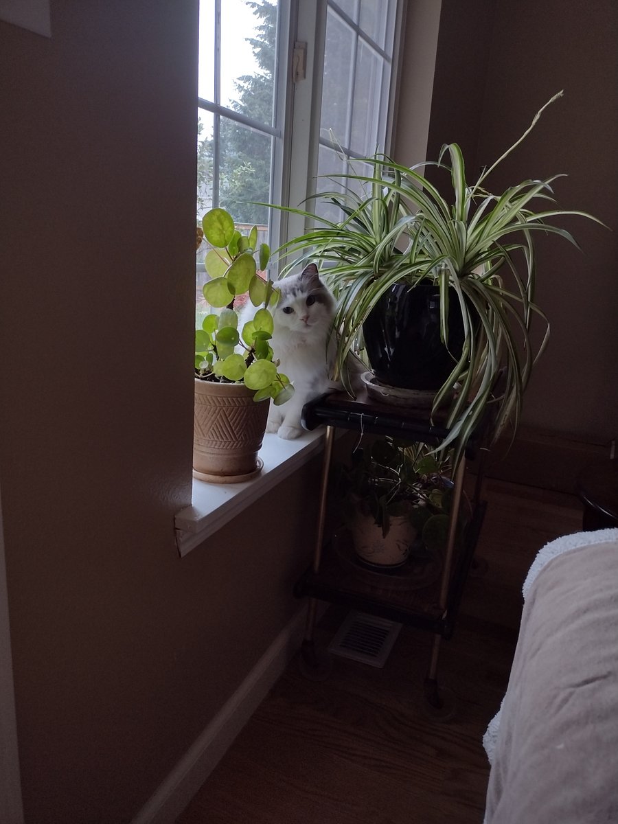 Cat and plants