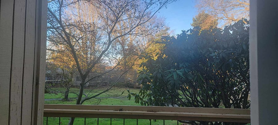 off the back deck a view of the park
