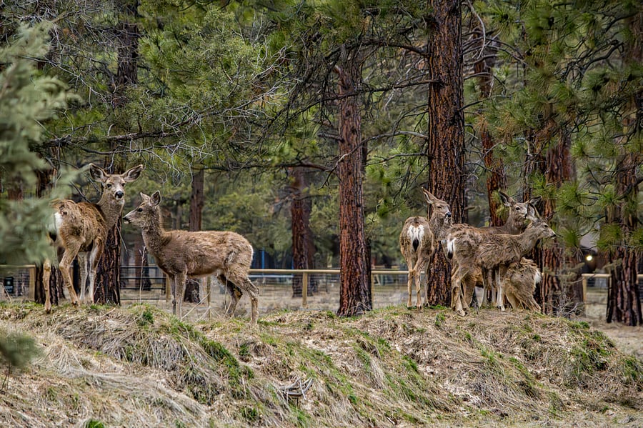 local wildlife out your door!