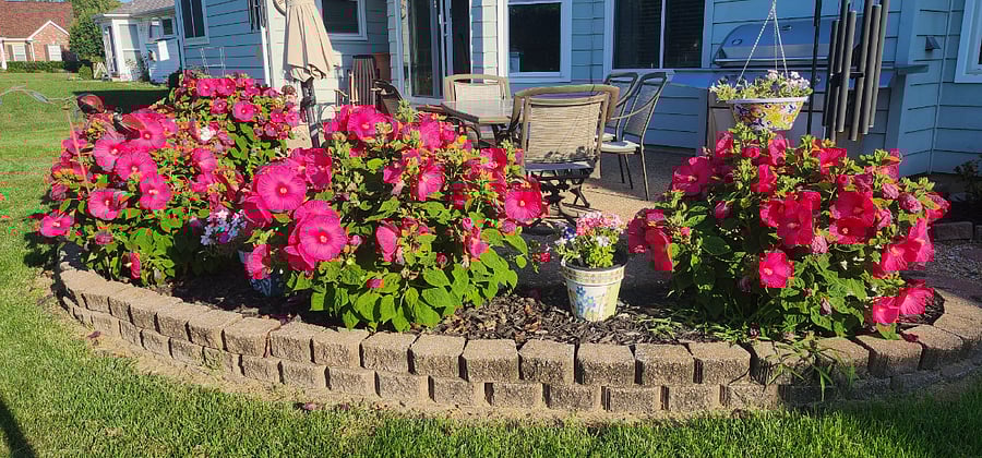 Gorgeous hibiscus flowers surround back patio for many months. Dried leaves are good as base for tea.