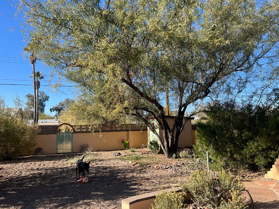 Back yard