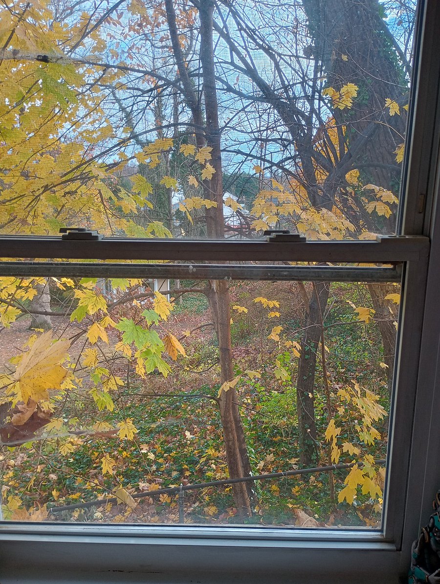 view from bedroom window