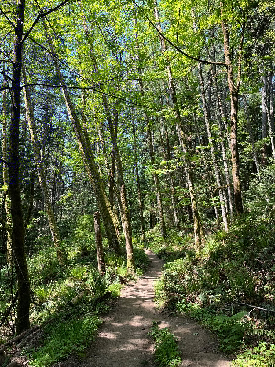 Stimpson Nature Preserve trail