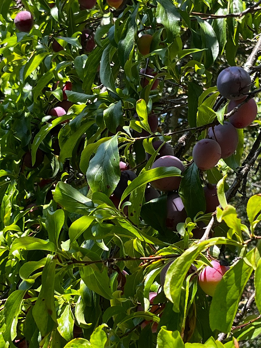 Back yard trees. 