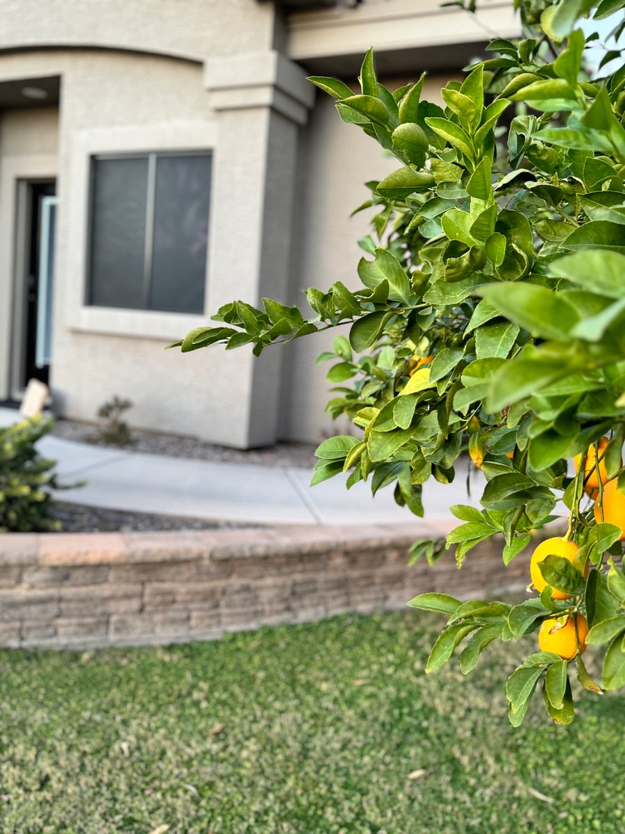 Seasonal Meyer lemons are available to eat!