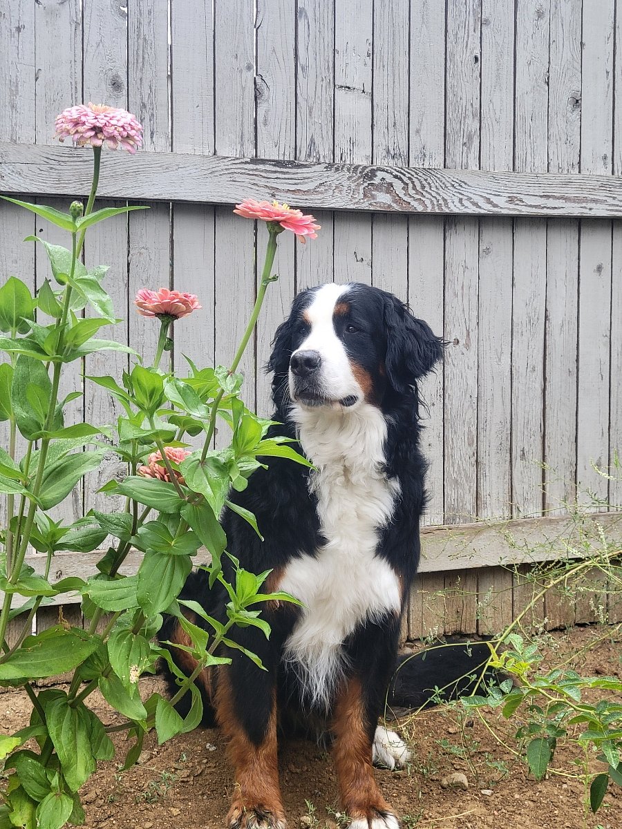 This is Willow, our sweet and friendly Bernese Mountain Dog. She will greet you at the door with tail wagging.