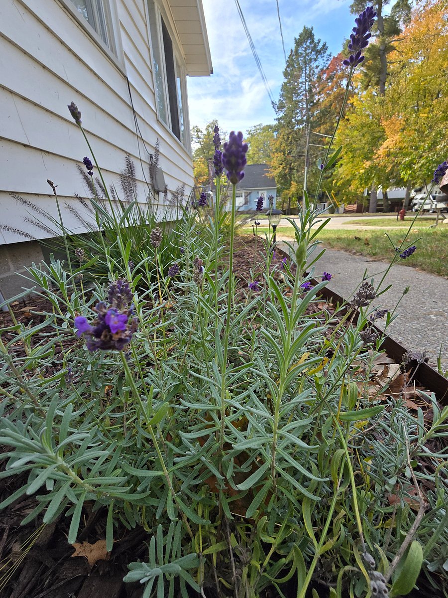 Several lavender plants on the property to enjoy.
