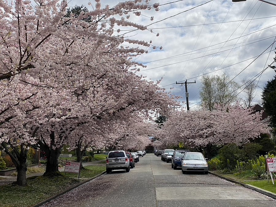 Street view with cherry blossom trees in full bloom that brings many tourists during spring!