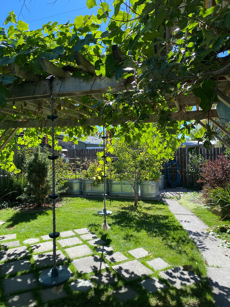 Garden, grassy area, and grape arbor