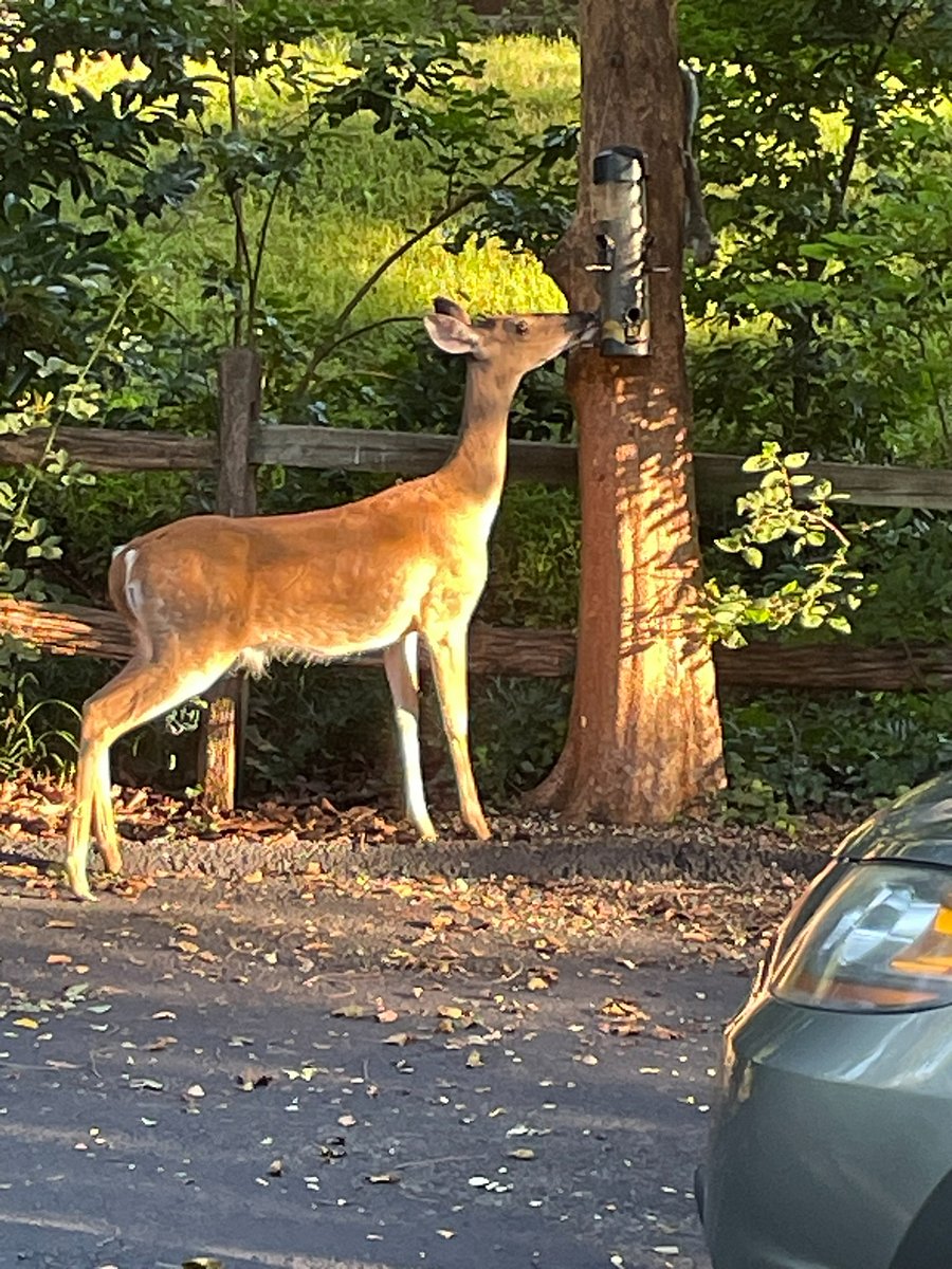 Bambi, please get out of the driveway so the tenants can park there!