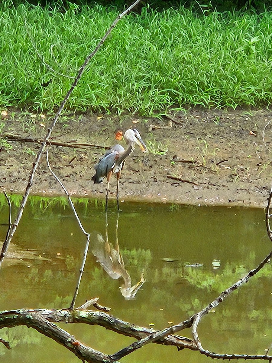 A pond visitor, one of many.