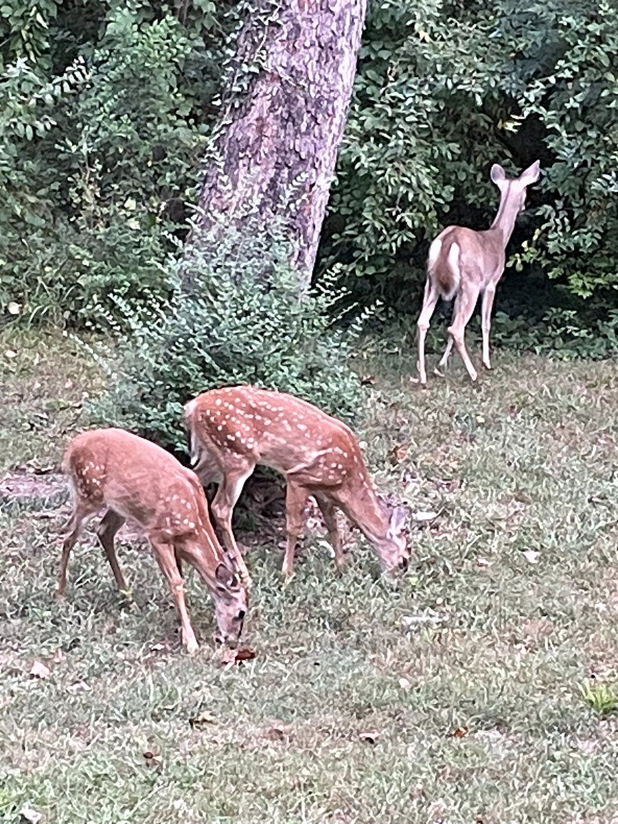 In the backyard, deer are frequent visitors and fun to watch!  Mama is heading for the pond to get a drink while the twins are still having lunch.