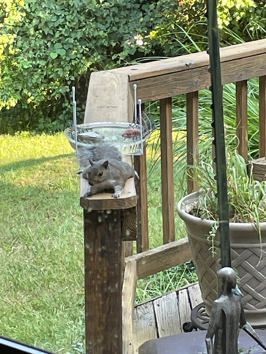 "Man, I could use a good nap.  Raiding the bird feeder wore me out!"