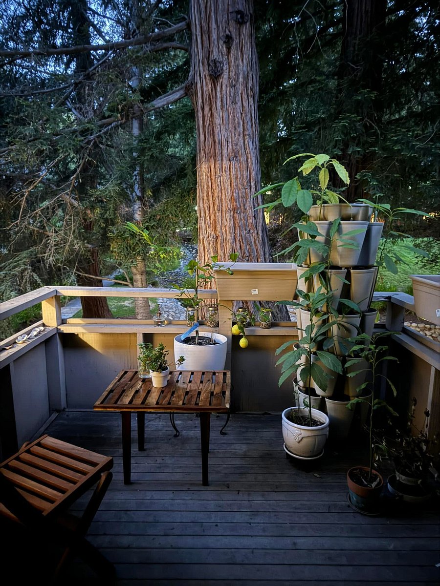 Balcony off living room, under beautiful canopy of redwoods, overlooks creek, pool and spa. Lovely to relax and enjoy nature.
