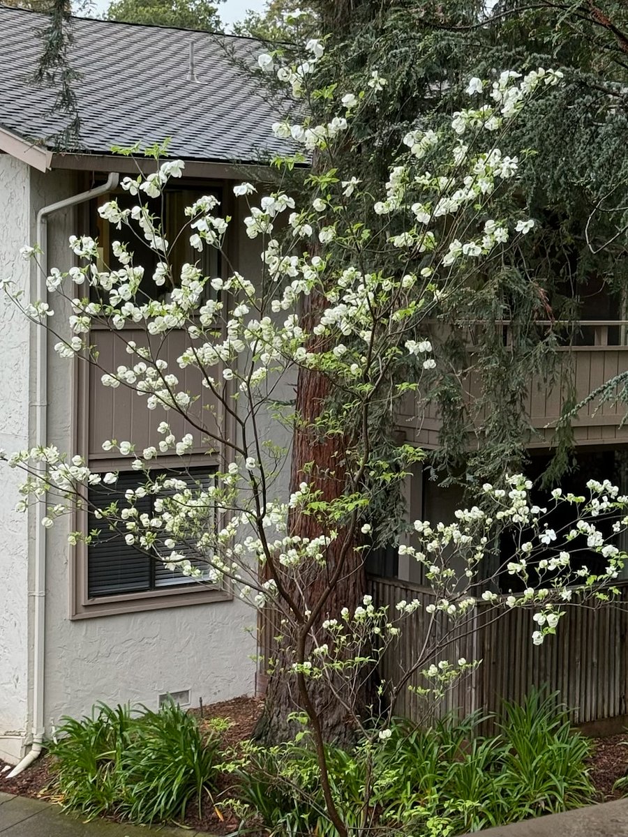 Tree that helps track the seasons, just off living room balcony.