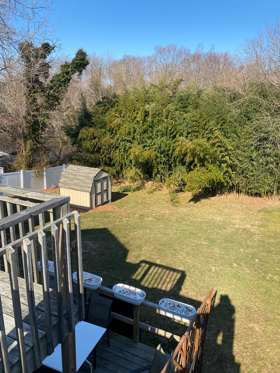 Backyard. Fully fenced in for dogs.