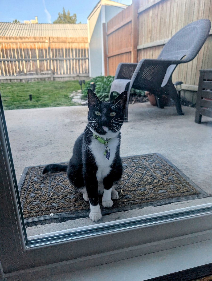 Friendly Neighborhood cat Freddy! 