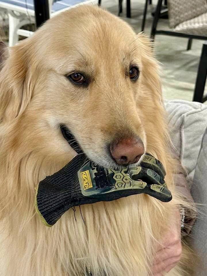 Cotton, 5 yr old Golden Retrieved (neutered)