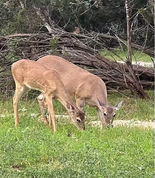 Beautiful Wildlife