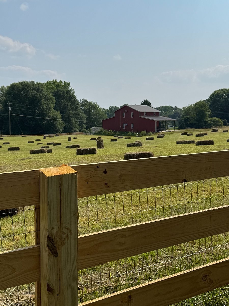 Hay pasture with blueberry bushes along the backside of the guesthouse