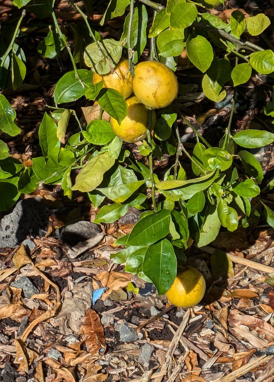 Lemons for the picking