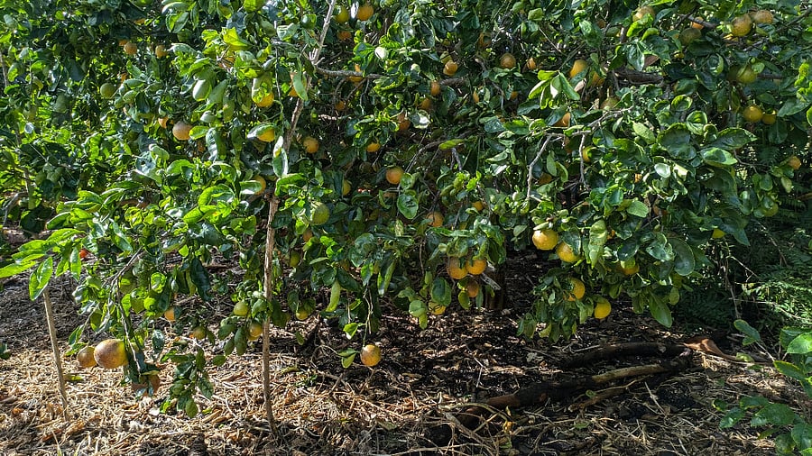 Tangelos for the picking and juicing