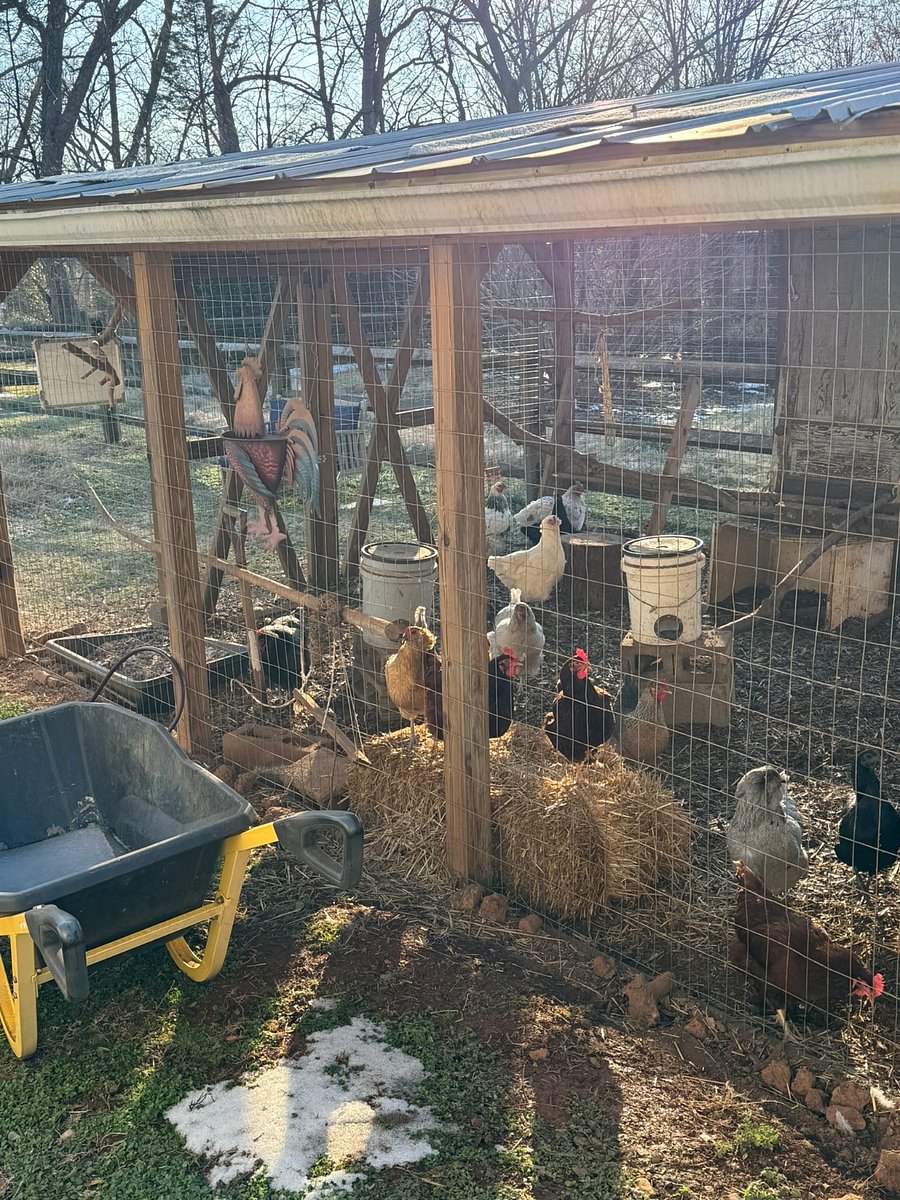 Next door - a flock of chickens