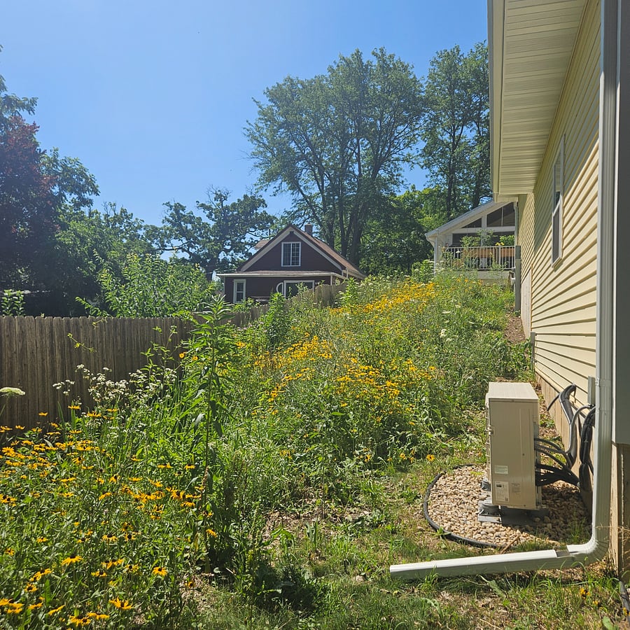 Native prairie next to apartment with rain garden