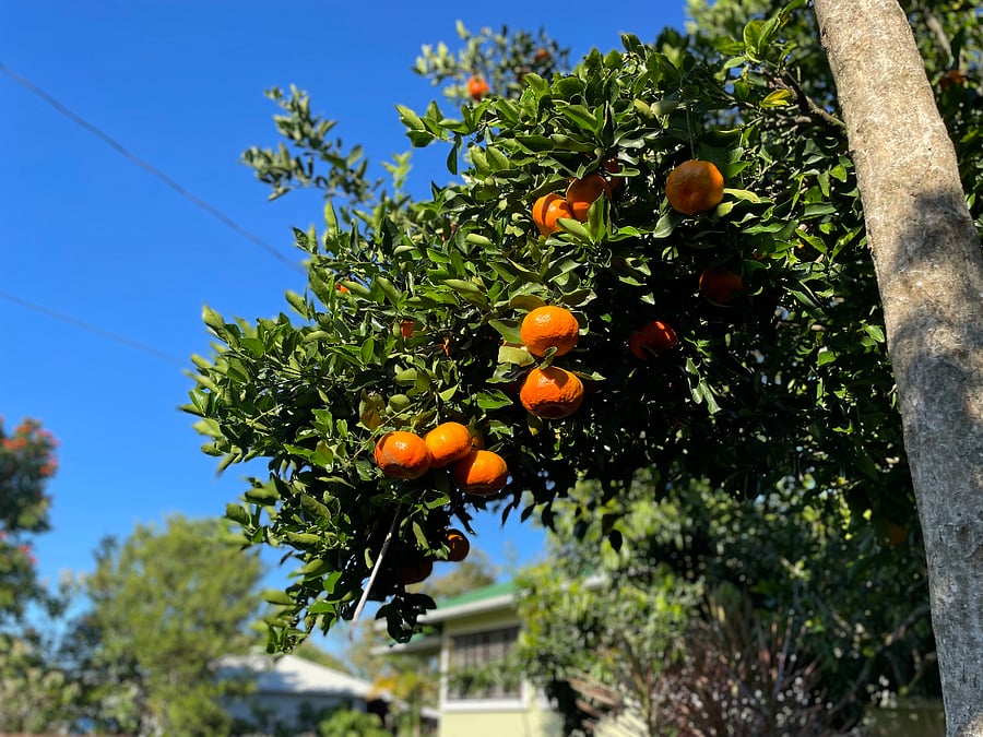 Tangerines 