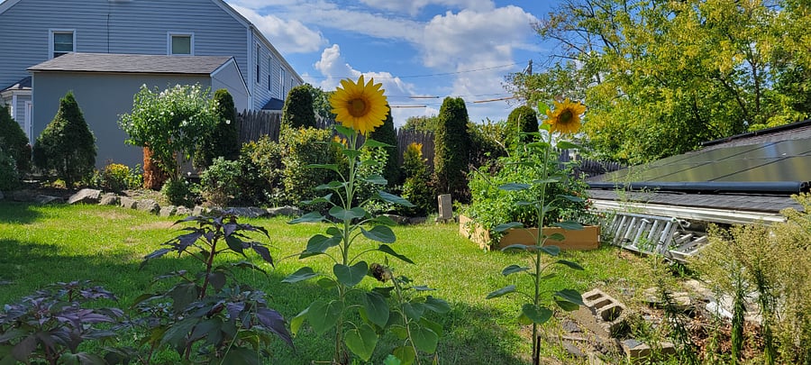 Backyard