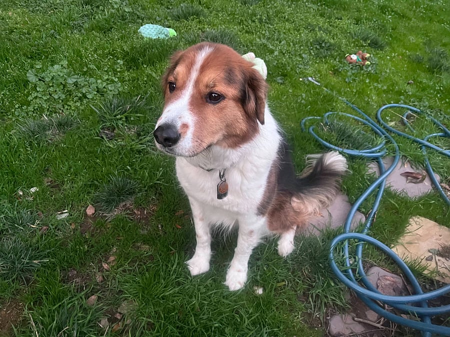 Our dog Liam! He lives upstairs but will occasionally be outside, only while we are home.