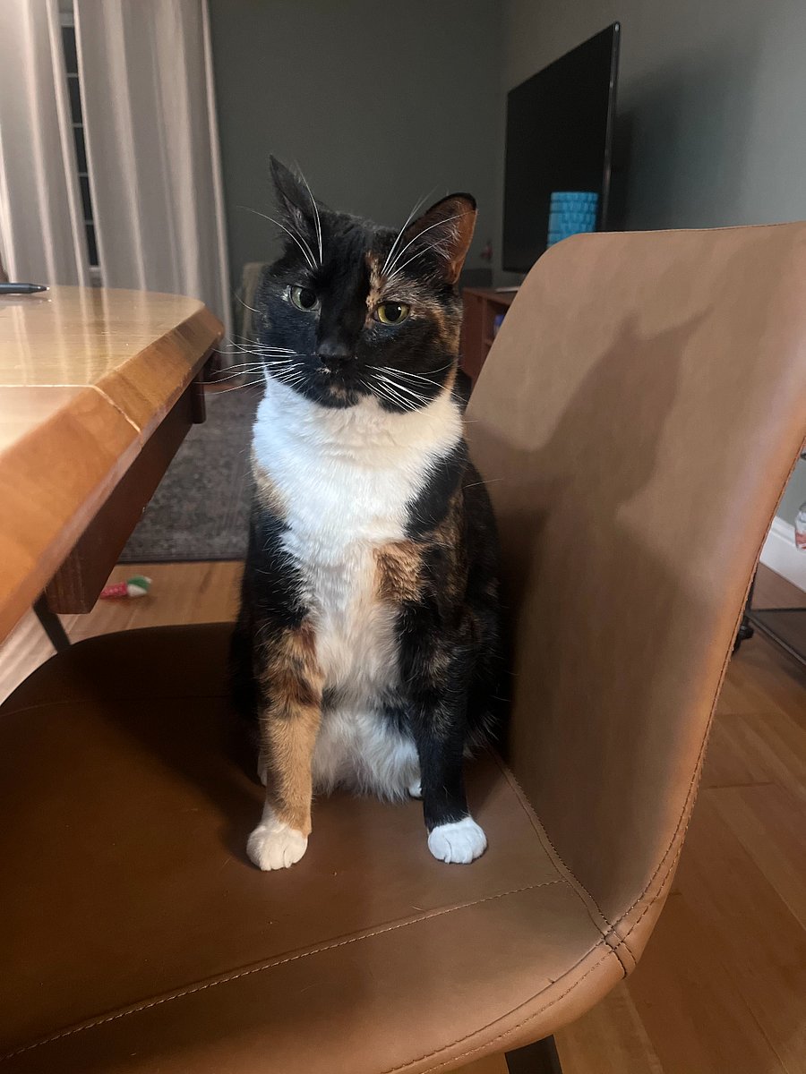 Our indoor cat Turtle!
