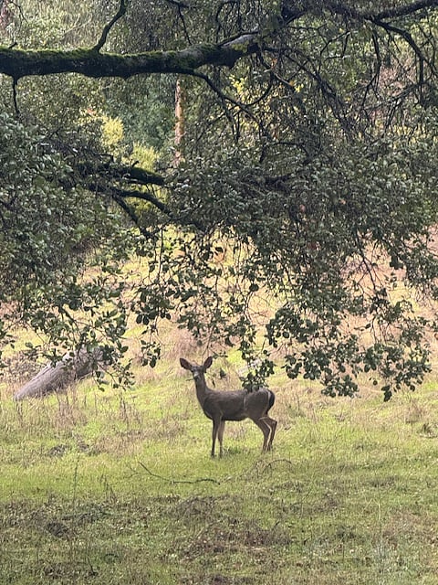 Deer frequently seen across the street.