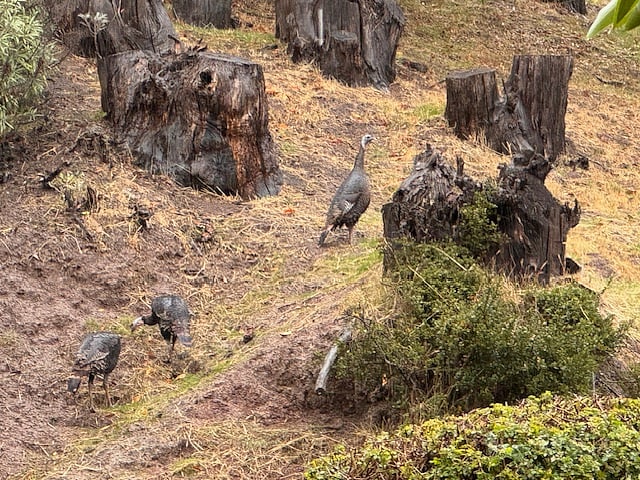 Turkeys across the street.