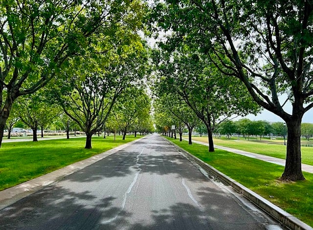 Tree Lined Streets