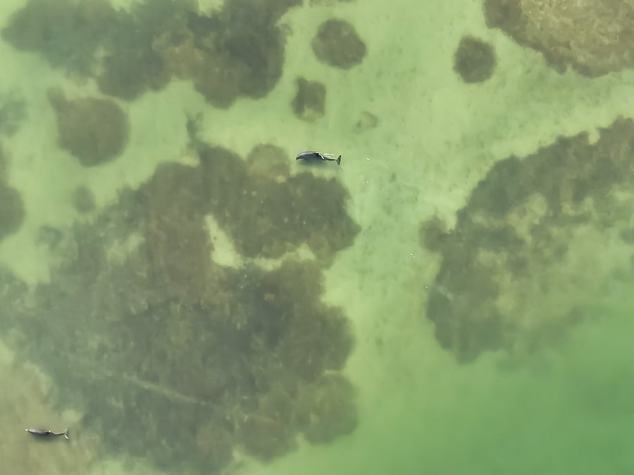 dolphins swimming near the end of our canal. they fish in the canal as well!