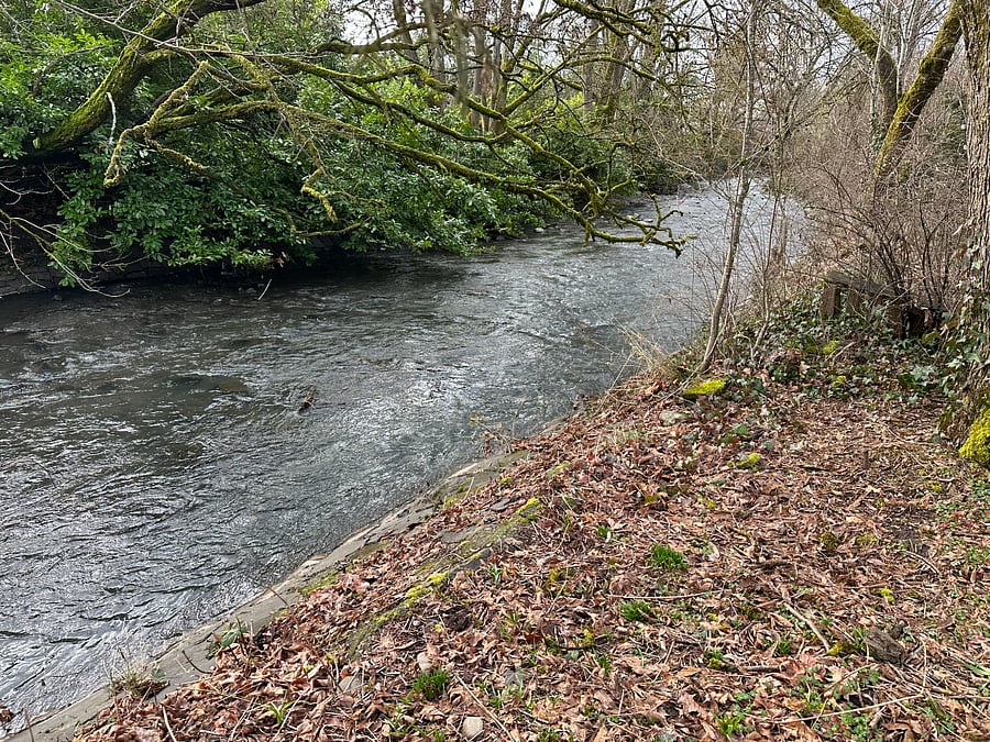 Backyard creek view