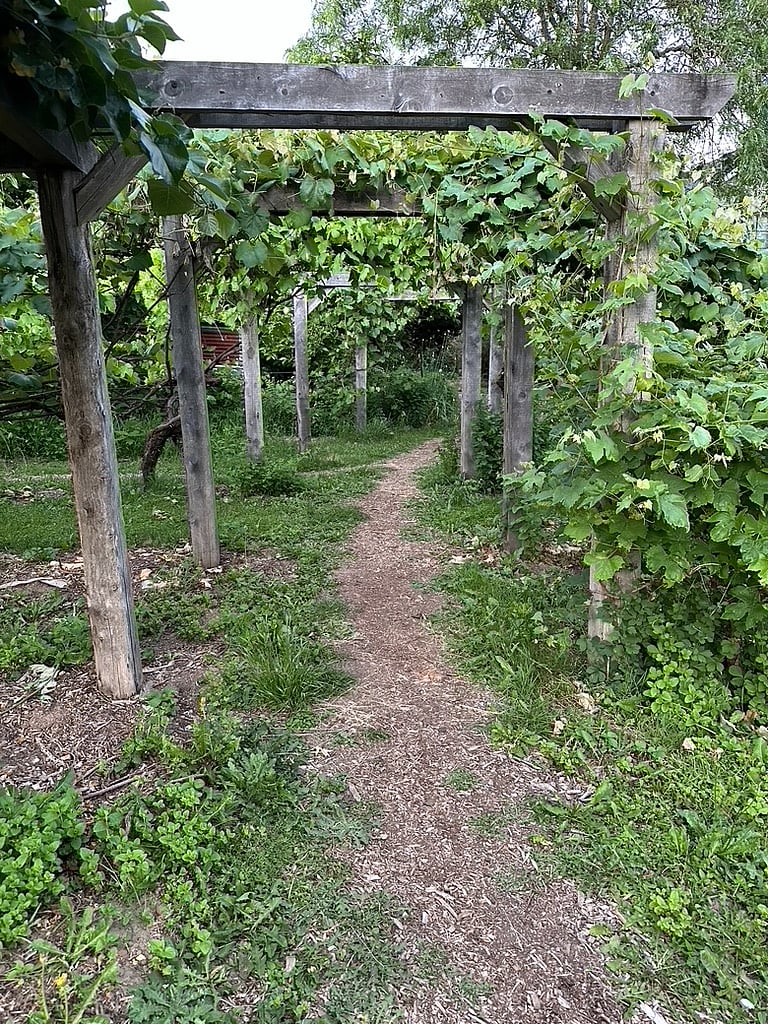 Walking path through grapes