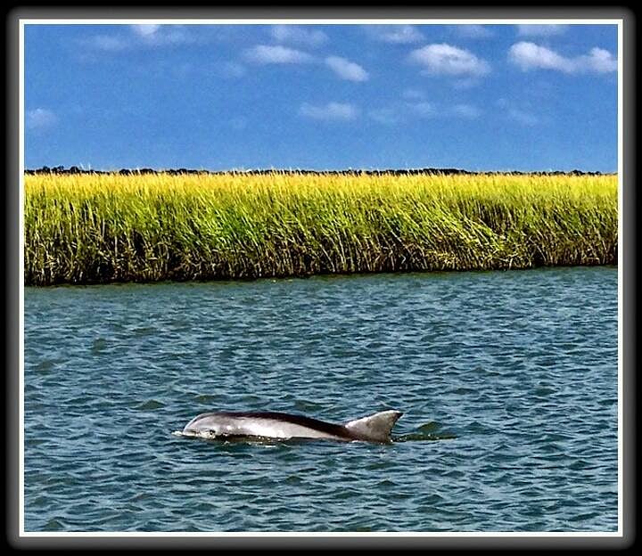 Marsh on way to Isle of Palms