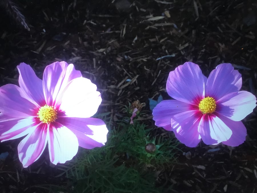 Spring!