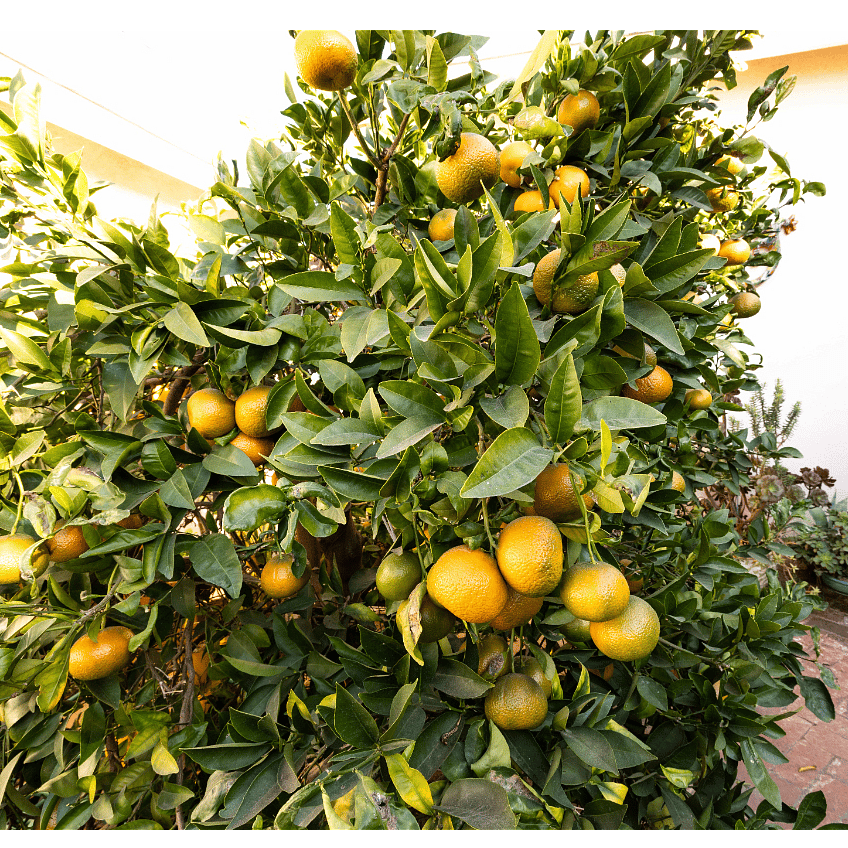 Enjoy homegrown lemons, limes, oranges, and mandarins right in your backyard.